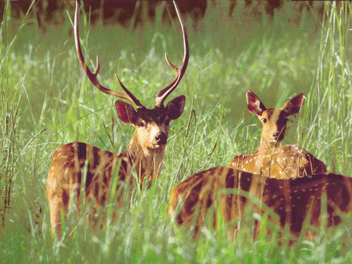 Rainbow Safari Resort Sauraha Zewnętrze zdjęcie
