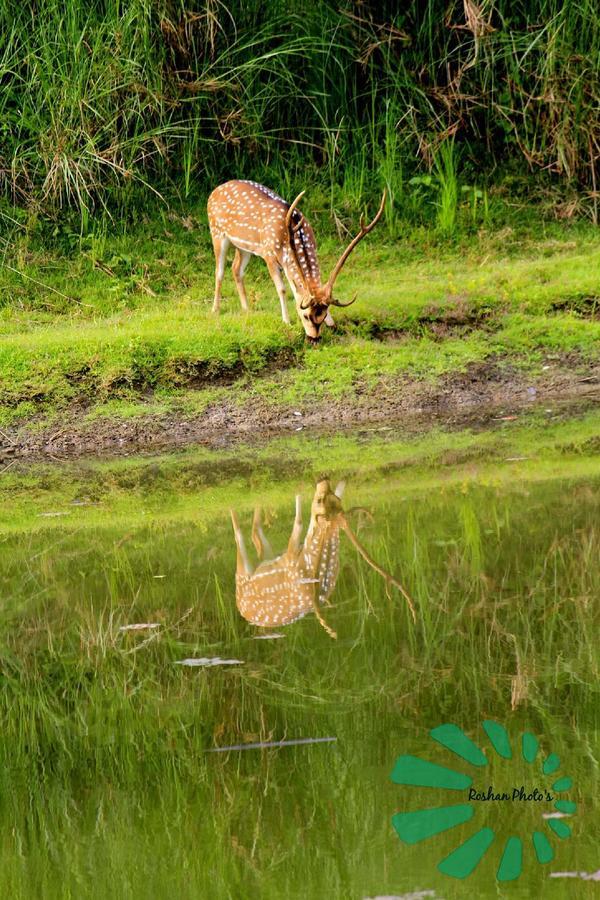 Rainbow Safari Resort Sauraha Zewnętrze zdjęcie