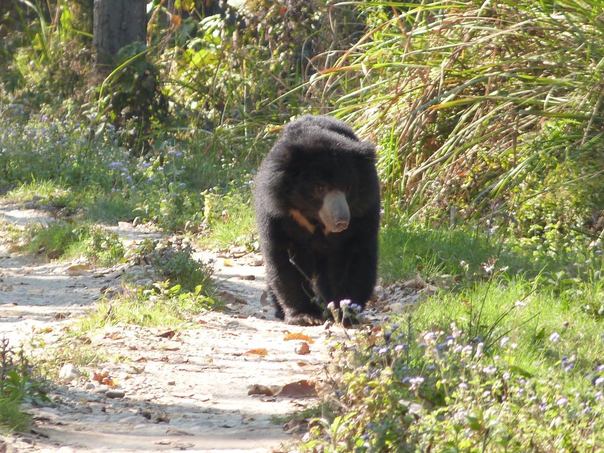 Rainbow Safari Resort Sauraha Zewnętrze zdjęcie