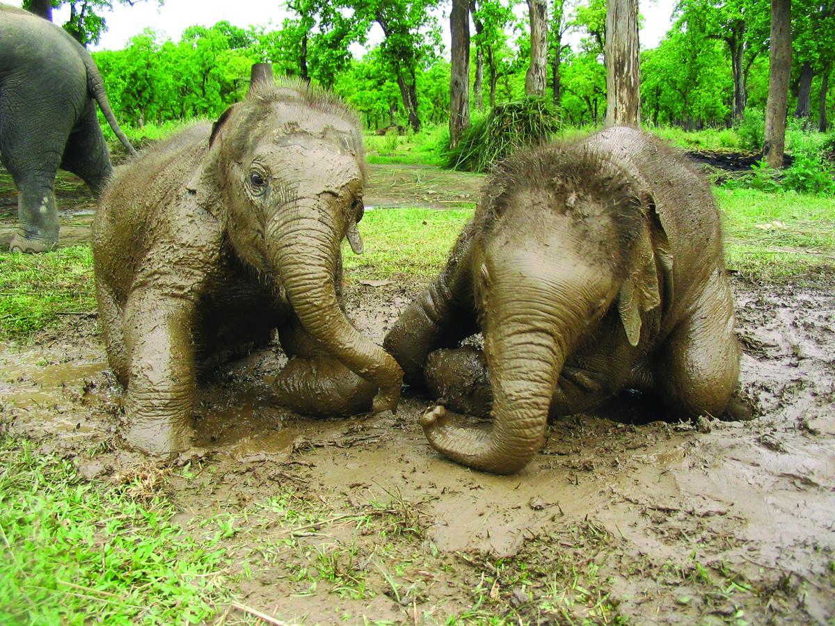 Rainbow Safari Resort Sauraha Zewnętrze zdjęcie